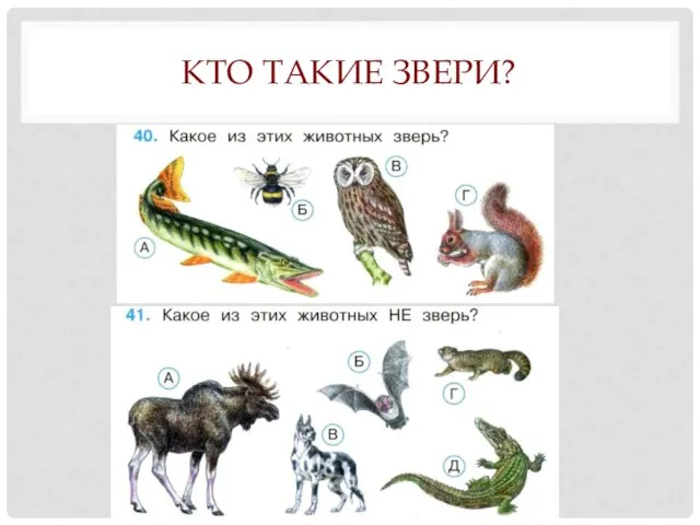 КТО ТАКИЕ ЗВЕРИ?