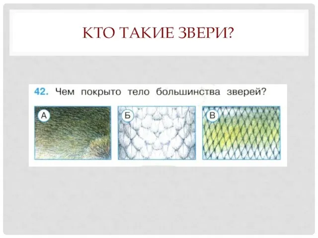 КТО ТАКИЕ ЗВЕРИ?