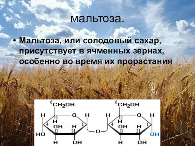 мальтоза. Мальтоза, или солодовый сахар, присутствует в ячменных зернах, особенно во время их прорастания