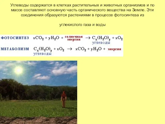 Углеводы содержатся в клетках растительных и животных организмов и по массе