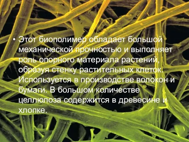 Этот биополимер обладает большой механической прочностью и выполняет роль опорного материала