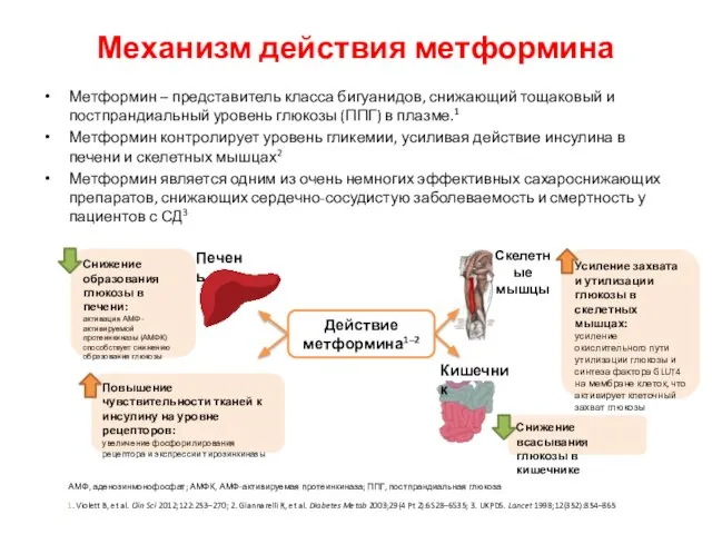 Механизм действия метформина Метформин – представитель класса бигуанидов, снижающий тощаковый и