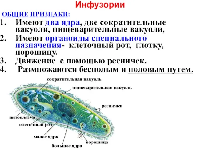 Инфузории ОБЩИЕ ПРИЗНАКИ: Имеют два ядра, две сократительные вакуоли, пищеварительные вакуоли,