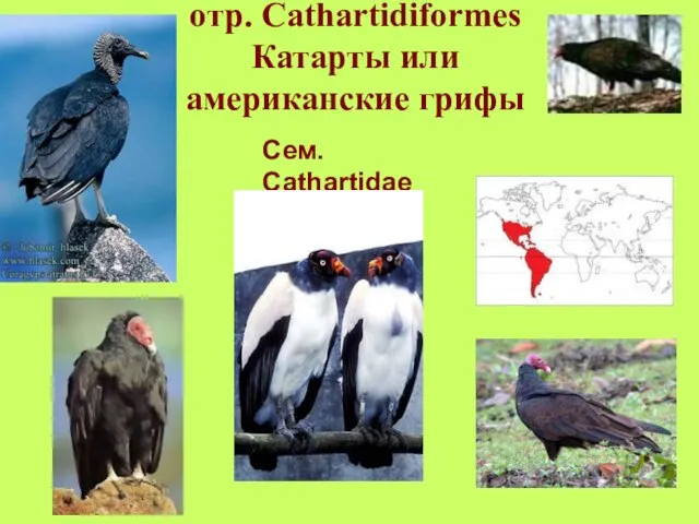 отр. Cathartidiformes Катарты или американские грифы Сем. Cathartidae