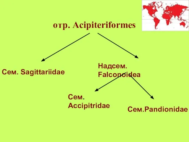 отр. Acipiteriformes Надсем. Falconoidea Cем. Accipitridae Сем.Pandionidae Сем. Sagittariidae