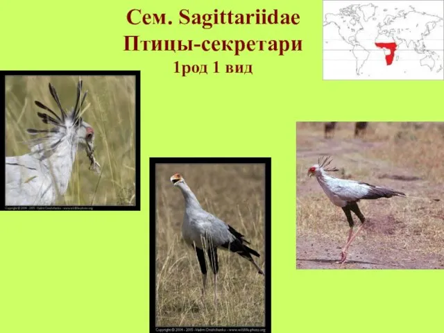 Сем. Sagittariidae Птицы-секретари 1род 1 вид