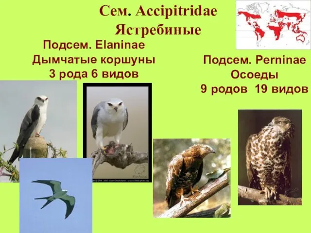 Cем. Accipitridae Ястребиные Подсем. Elaninae Дымчатые коршуны 3 рода 6 видов