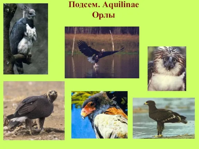 Подсем. Aquilinae Орлы