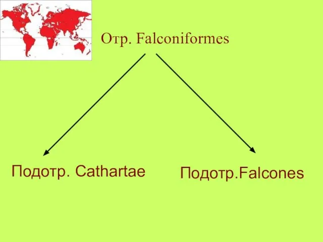 Отр. Falconiformes Подотр. Cathartae Подотр.Falcones