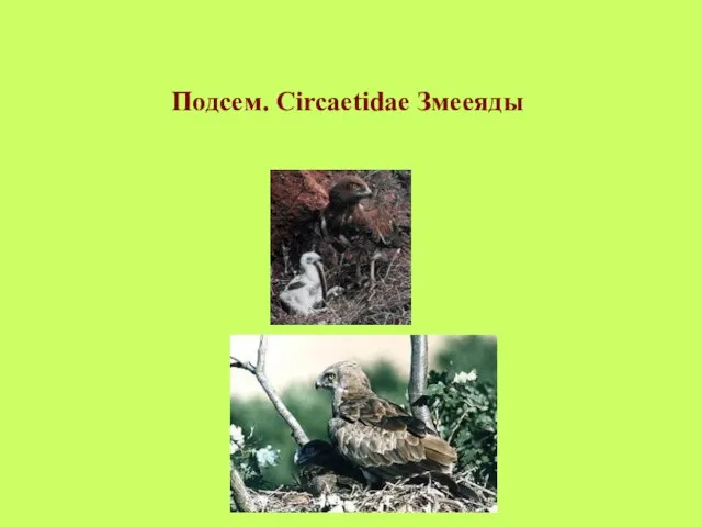 Подсем. Circaetidae Змееяды