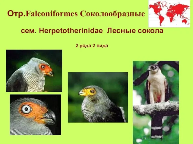 Отр.Falconiformes Соколообразные сем. Herpetotherinidae Лесные сокола 2 рода 2 вида