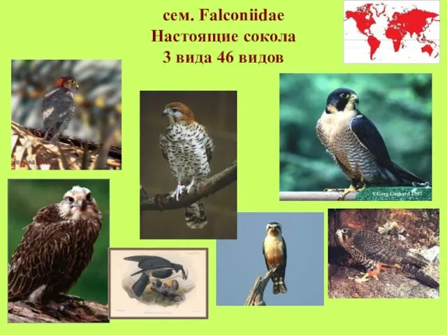 сем. Falconiidae Настоящие сокола 3 вида 46 видов