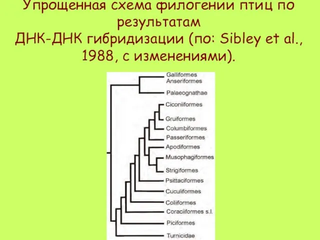 Упрощенная схема филогении птиц по результатам ДНК-ДНК гибридизации (по: Sibley et al., 1988, с изменениями).