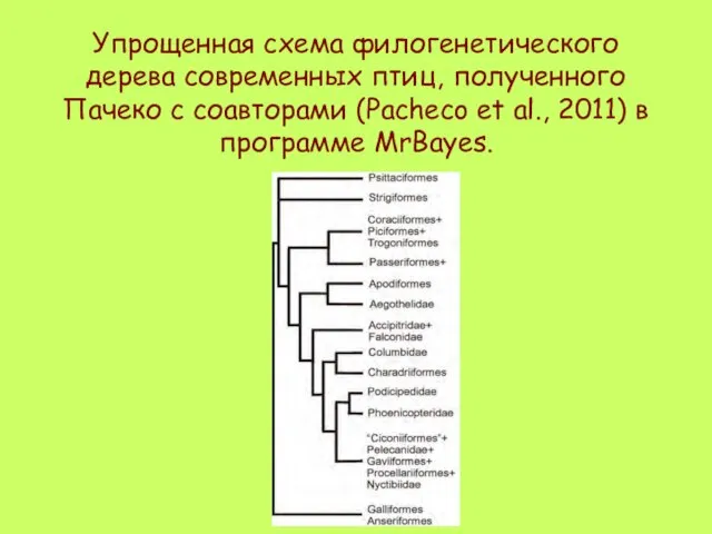 Упрощенная схема филогенетического дерева современных птиц, полученного Пачеко с соавторами (Pacheco