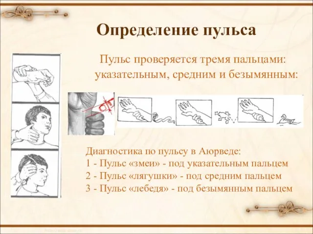 Определение пульса Пульс проверяется тремя пальцами: указательным, средним и безымянным: Диагностика