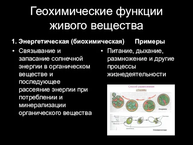 Геохимические функции живого вещества 1. Энергетическая (биохимическая) Связывание и запасание солнечной