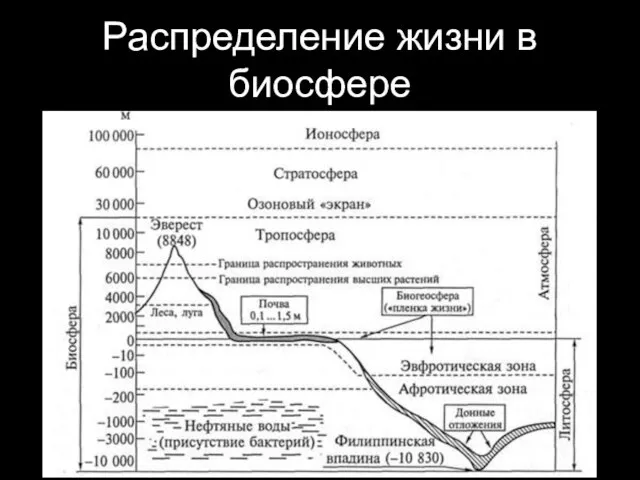 Распределение жизни в биосфере