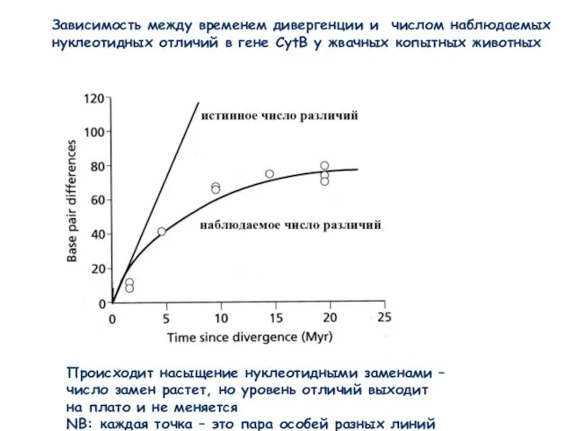 Зависимость между временем дивергенции и числом наблюдаемых нуклеотидных отличий в гене