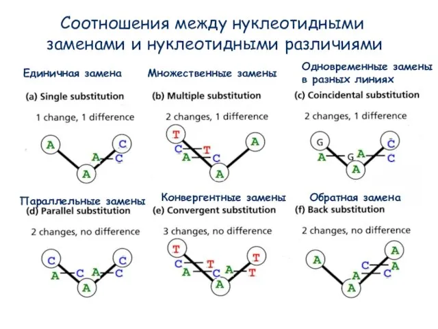 Соотношения между нуклеотидными заменами и нуклеотидными различиями Единичная замена Множественные замены