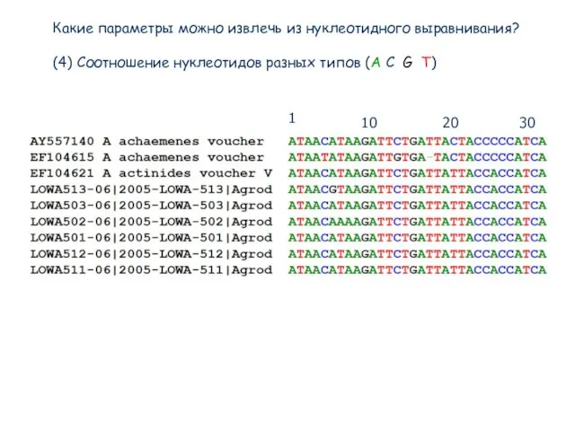 Какие параметры можно извлечь из нуклеотидного выравнивания? (4) Соотношение нуклеотидов разных