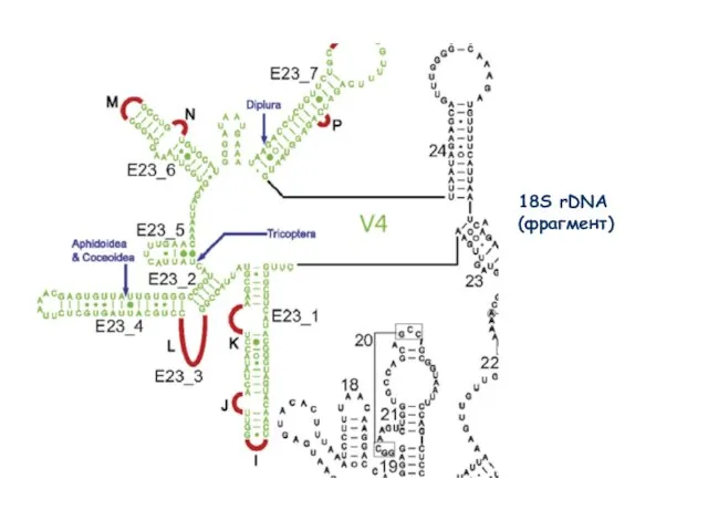 18S rDNA (фрагмент) 18S rDNA (фрагмент)