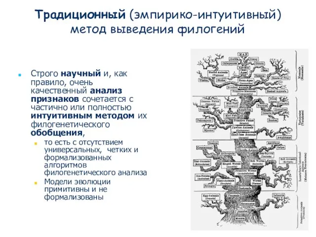 Традиционный (эмпирико-интуитивный) метод выведения филогений Строго научный и, как правило, очень