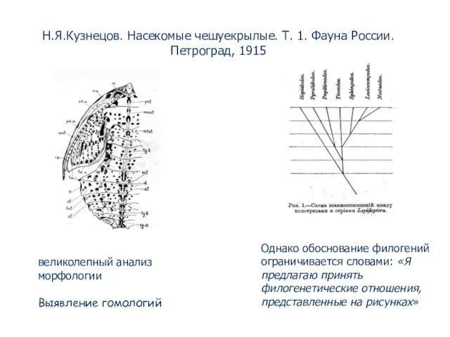 Н.Я.Кузнецов. Насекомые чешуекрылые. Т. 1. Фауна России. Петроград, 1915 Однако обоснование