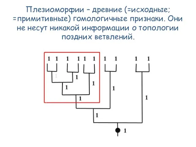 Плезиоморфии – древние (=исходные; =примитивные) гомологичные признаки. Они не несут никакой информации о топологии поздних ветвлений.