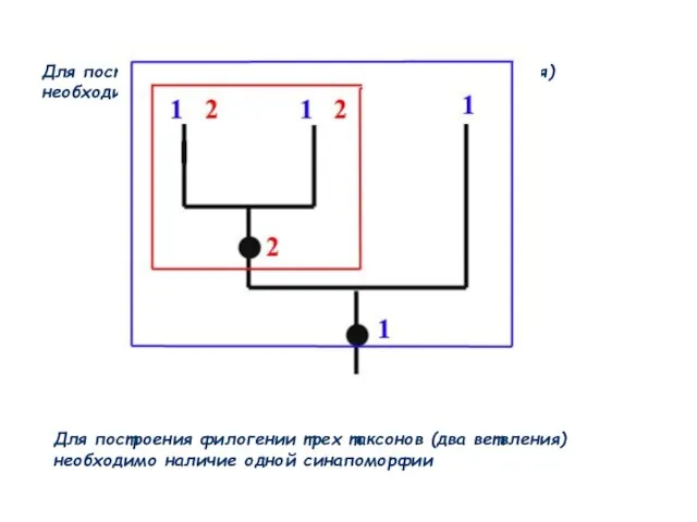 Для построения филогении трех таксонов (два ветвления) необходимо наличие одной синапоморфии