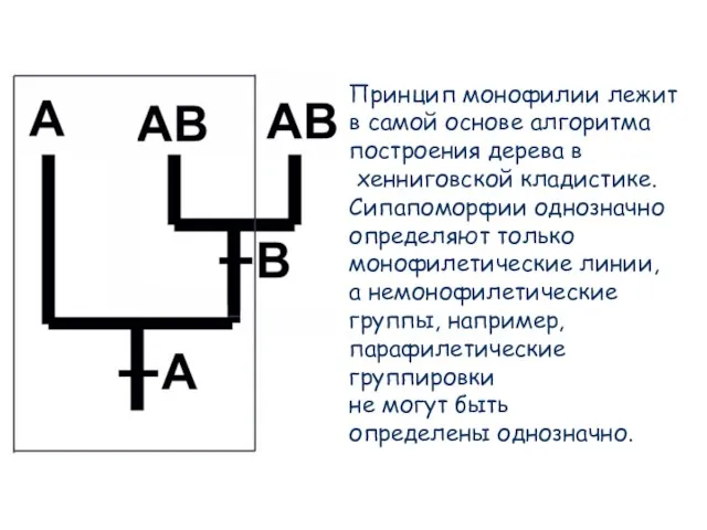 Принцип монофилии лежит в самой основе алгоритма построения дерева в хенниговской