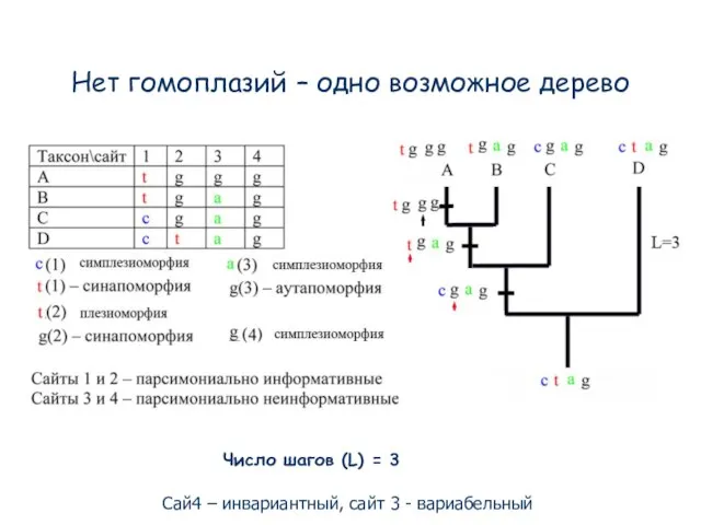 Нет гомоплазий – одно возможное дерево Число шагов (L) = 3