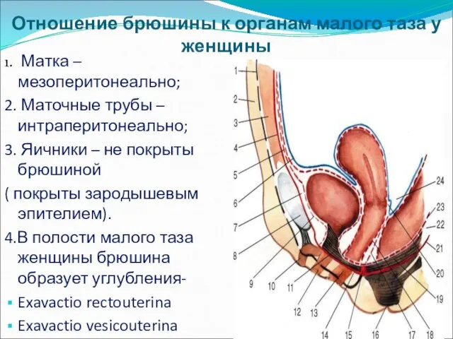 Отношение брюшины к органам малого таза у женщины 1. Матка –