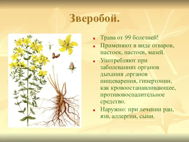 Зверобой. Трава от 99 болезней! Применяют в виде отваров, настоек, настоев,