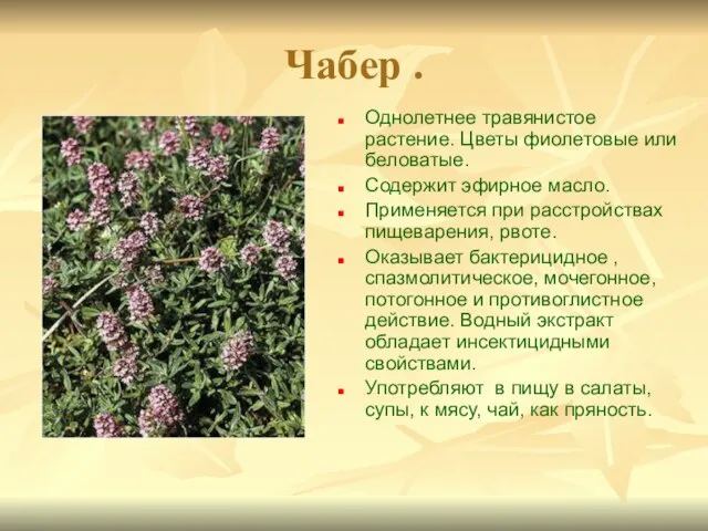 Чабер . Однолетнее травянистое растение. Цветы фиолетовые или беловатые. Содержит эфирное