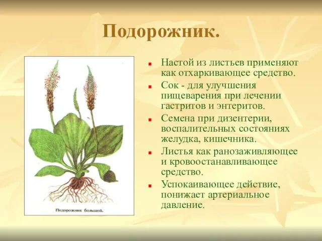 Подорожник. Настой из листьев применяют как отхаркивающее средство. Сок - для