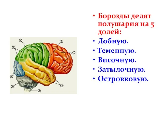 Борозды делят полушария на 5 долей: Лобную. Теменную. Височную. Затылочную. Островковую.