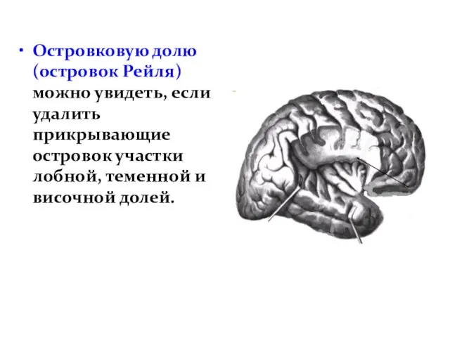 Островковую долю (островок Рейля) можно увидеть, если удалить прикрывающие островок участки лобной, теменной и височной долей.