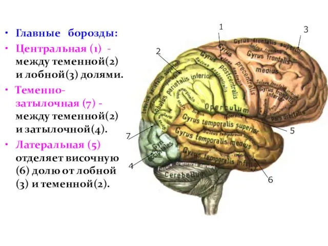 Главные борозды: Центральная (1) - между теменной(2) и лобной(3) долями. Теменно-затылочная