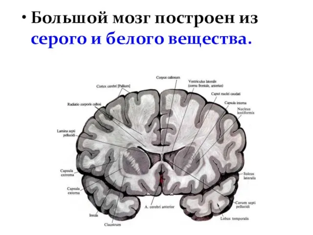 Большой мозг построен из серого и белого вещества.