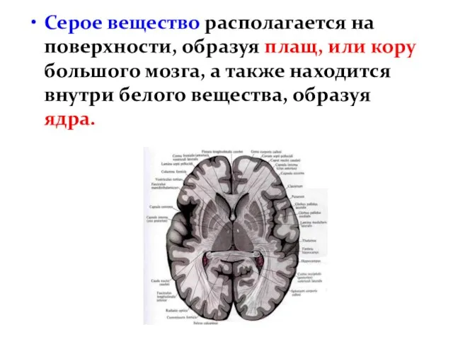 Серое вещество располагается на поверхности, образуя плащ, или кору большого мозга,