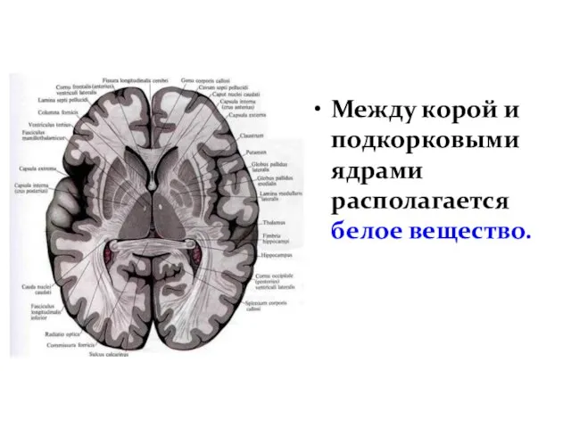 Между корой и подкорковыми ядрами располагается белое вещество.