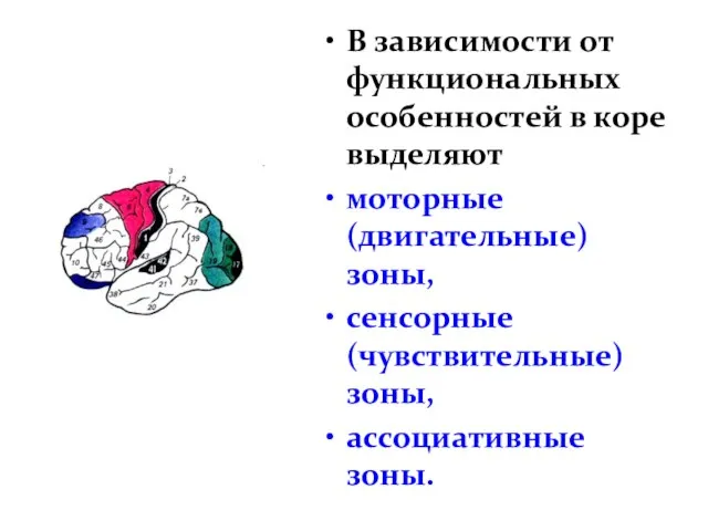 В зависимости от функциональных особенностей в коре выделяют моторные (двигательные) зоны, сенсорные (чувствительные) зоны, ассоциативные зоны.