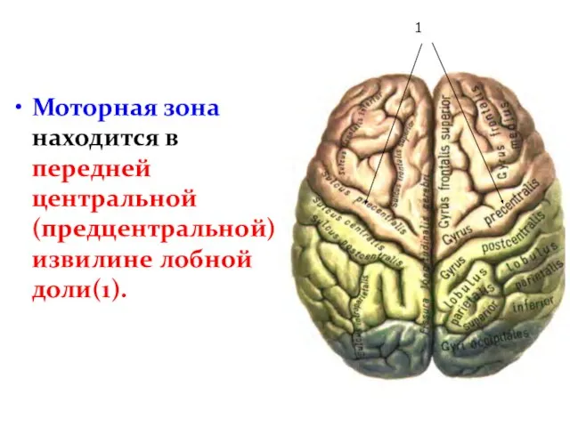 Моторная зона находится в передней центральной (предцентральной) извилине лобной доли(1). 1