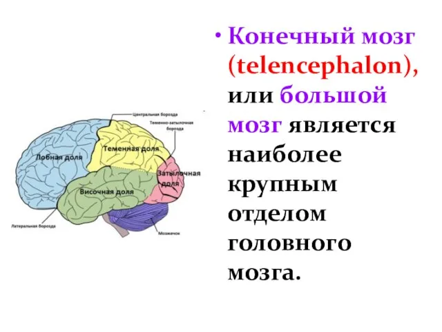 Конечный мозг (telencephalon), или большой мозг является наиболее крупным отделом головного мозга.