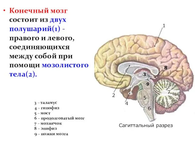 Конечный мозг состоит из двух полушарий(1) - правого и левого, соединяющихся