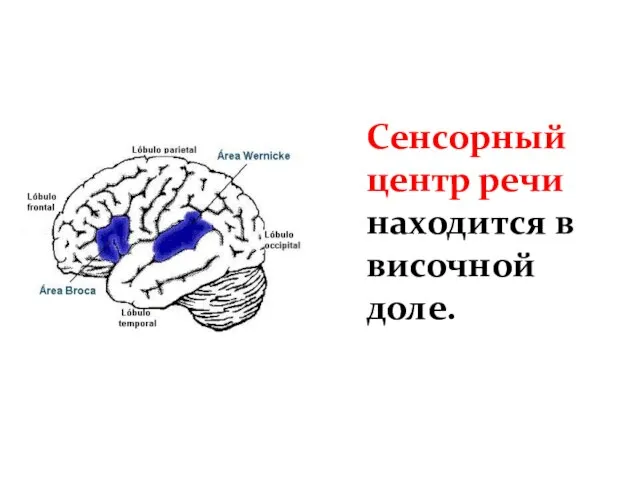 Сенсорный центр речи находится в височной доле.