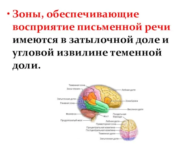 Зоны, обеспечивающие восприятие письменной речи имеются в затылочной доле и угловой извилине теменной доли.