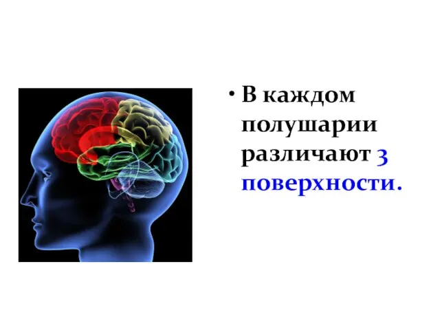 В каждом полушарии различают 3 поверхности.