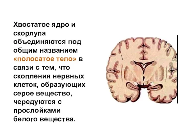 Хвостатое ядро и скорлупа объединяются под общим названием «полосатое тело» в