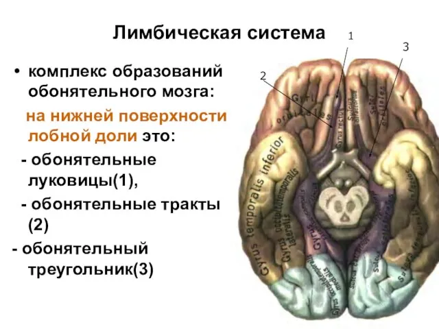 Лимбическая система комплекс образований обонятельного мозга: на нижней поверхности лобной доли